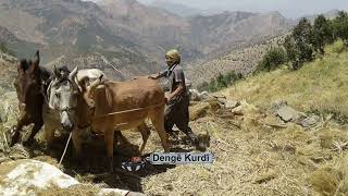 Dengbej Aydınê Sılıbi   (Pahizok)