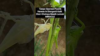 Download Lagu vreemde dieren in de echte wereld veranderen vanhuid #shorts #hetdier #uniekeweetjes #krekel #tijger MP3