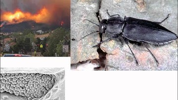 ENB339 lecture 6: The source of colour