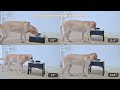 UPSKY Elevated Dog Water Fountain