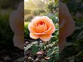 Timelapse - Juliet Rose #flowers #nature #garden #relaxingmusic #plantslover