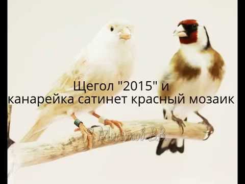 Щегол х канарейка сатинет красный мозаик. Спаривание. Гибридизация.