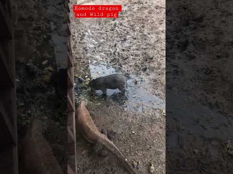 Komodo dragon and Wild pig on Rinca Island