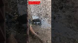 Komodo dragon and Wild pig on Rinca Island screenshot 1