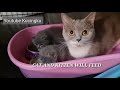 Munchkin Cross British Shorthair | KMR Milk | British Shorthair