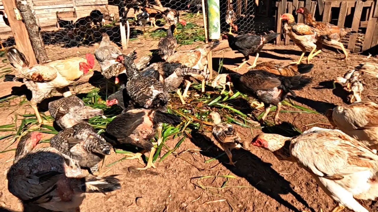 PEGUEI CAPIM VERDE NA CIDADE E ECONOMIZEI NA CRIAÇÃO DE GALINHAS CAIPIRAS 🌱🐔
