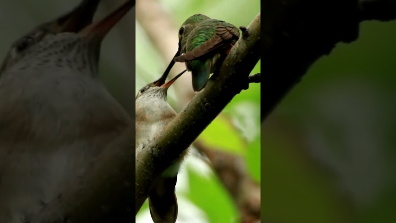Jewels in Motion: The Magical Beauty of Hummingbirds 