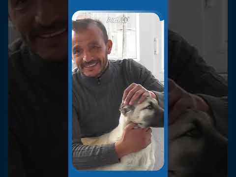 Kangal Köpeklerinde Doğru Kulak Kesimi! Barış Çiçek Anlattı #shorts