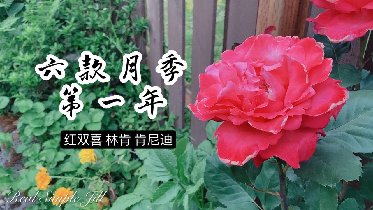 花卉推荐7 六种玫瑰月季初体验 红双喜林肯先生肯尼迪亚美利加艺术家樱桃帕妃 杂交茶香丰花月季巨花月季藤本月季 Real Simple 花卉推荐7 六种玫瑰月季初体验 红双喜林肯先生肯尼迪亚美利加艺术家樱桃帕妃 杂交茶香丰花月季巨花月季藤本月季 Real Simple
