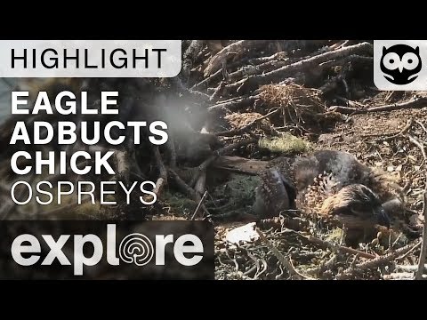 Audubon S Steve Kress Provides Insight On Osprey Chicks Explore - zackstar roblox العراق vlip lv