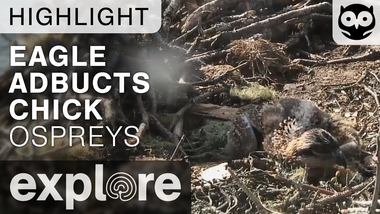 Audubon S Steve Kress Provides Insight On Osprey Chicks Explore - how to get the neapolitan domino crown roblox roblox promo