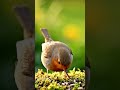 European Robin | Cute Red Breast Bird in Garden | Ultra Realistic 4K #Robin #Birds #Nature #4K