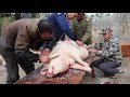 湖南农村开始杀年猪了，一头300斤的大肥猪，三个人轻松搞定