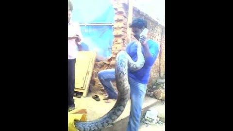 Indian Rock Python 14 फिट का अजगर 🐍