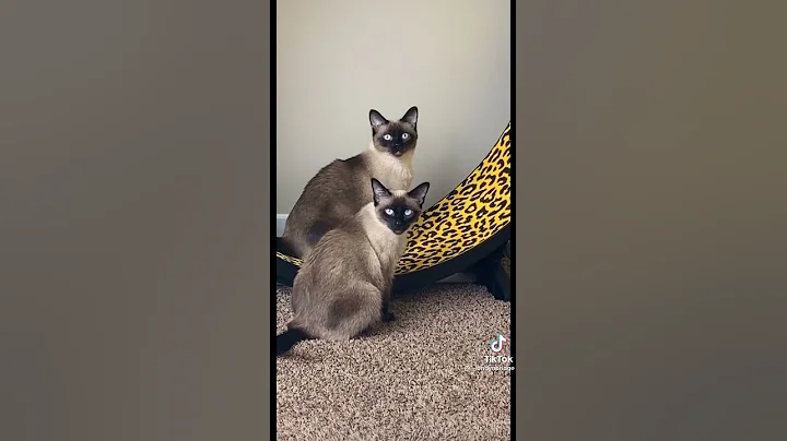 Video 1768961: siamesecats kitty, cutest siamese