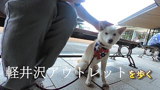 柴犬と行く軽井沢アウトレット。動物【愛犬】が行っても楽しめる所なのか確かめてみました！