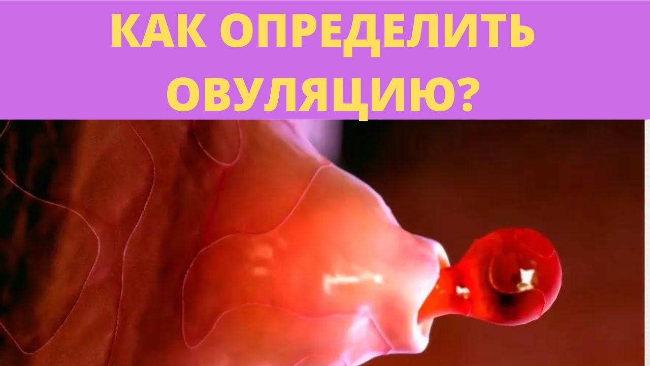 Овуляция у кошек