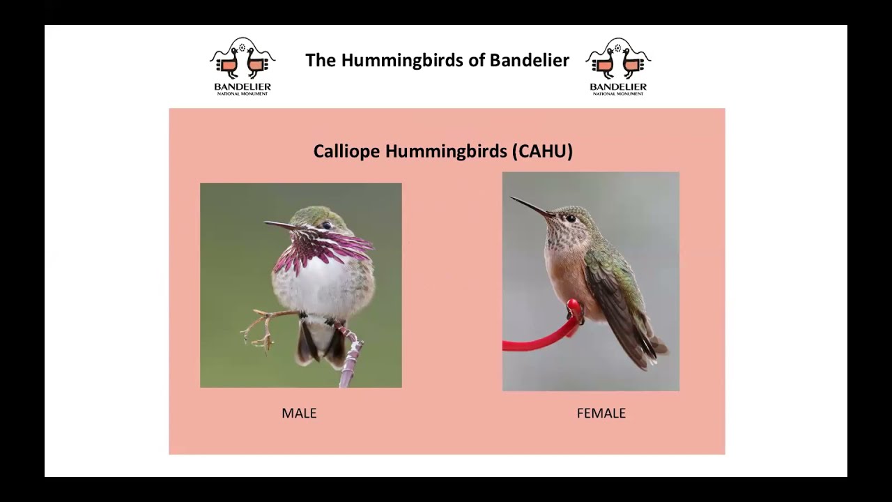 Hummingbirds of Bandelier National Monument