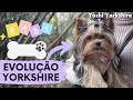 Evoluo yorkshire terrier at 6 meses shorts