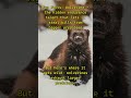 Wolverine vs Wolves — the truth behind their icy feud