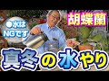 【胡蝶蘭】やってはいけない真冬の水やり。今までと同じ水やりではダメ。だった！？[orchid]Watering in midwinter@seedpot368
