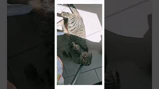 Maya The Cat Enjoy Playtime With My Cat Maya