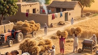 Incredible Wheat Harvesting With Oxen | Traditional Village Life Pakistan | Old Culture Punjab |Rohi