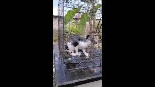 SSK 1561-1565 || Memandikan kucing