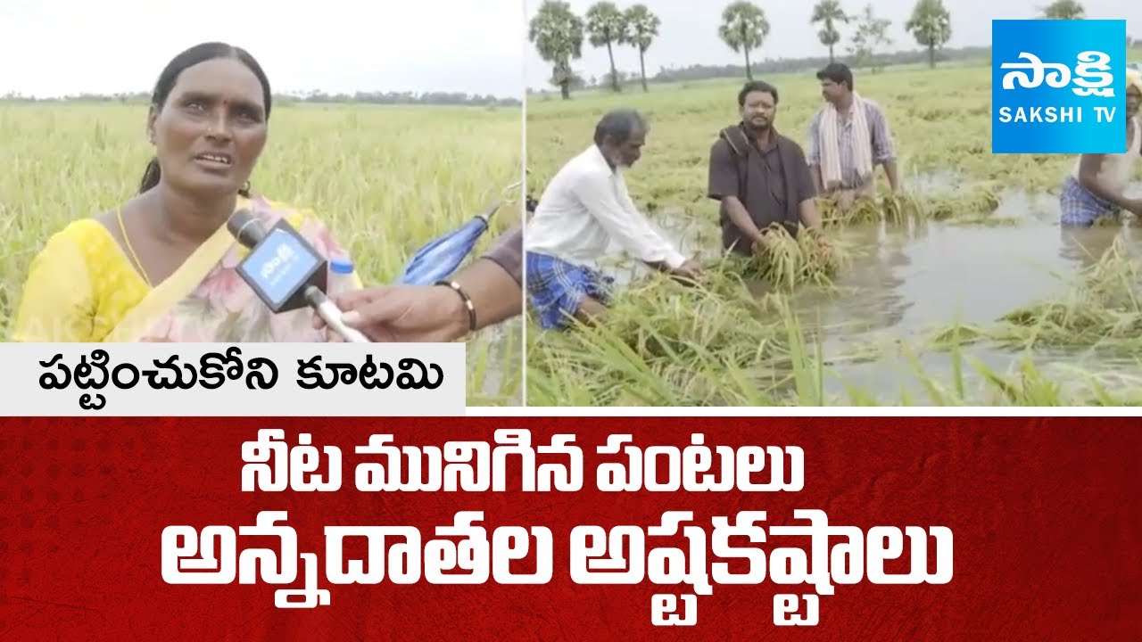 Farmers Crop Loss due to Heavy Rains | Chandrababu Govt Negligence ...
