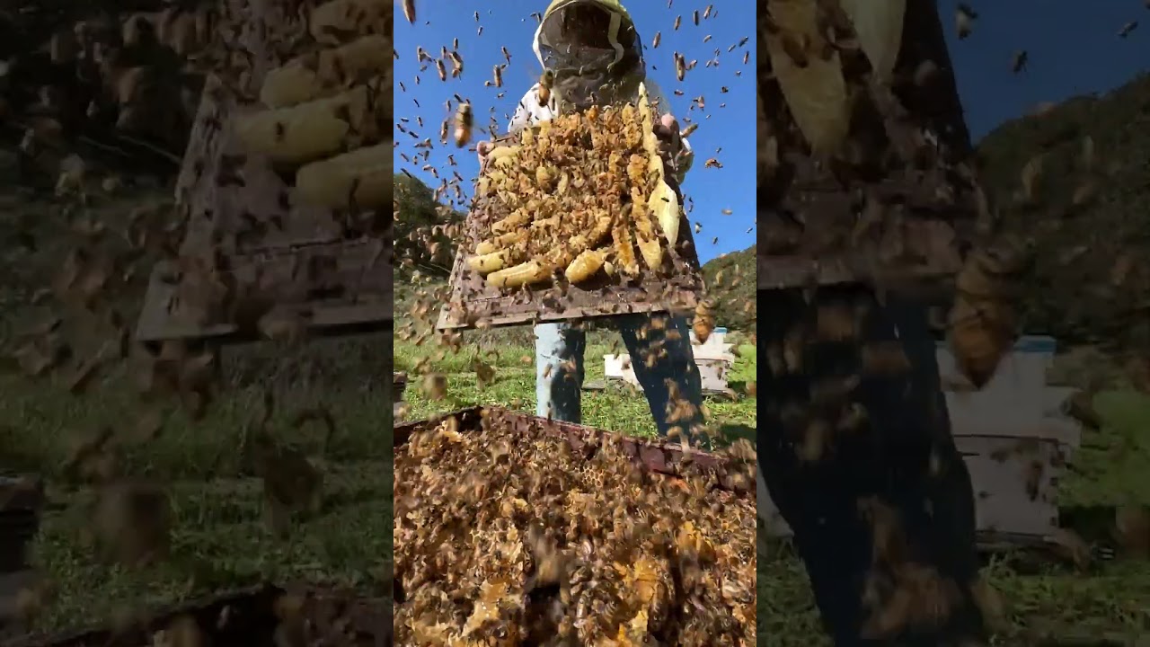 Shaking Bees Into Their Hive 🐝 