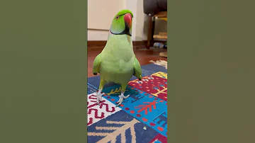 طوطی سخنگو Speaking Parrot 