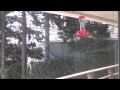 Hummingbirds In Freak Seattle Summer Storm!