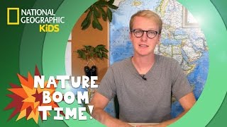 Coastal Redwoods vs. Giant Sequoias | Nature Boom Time | @natgeokids