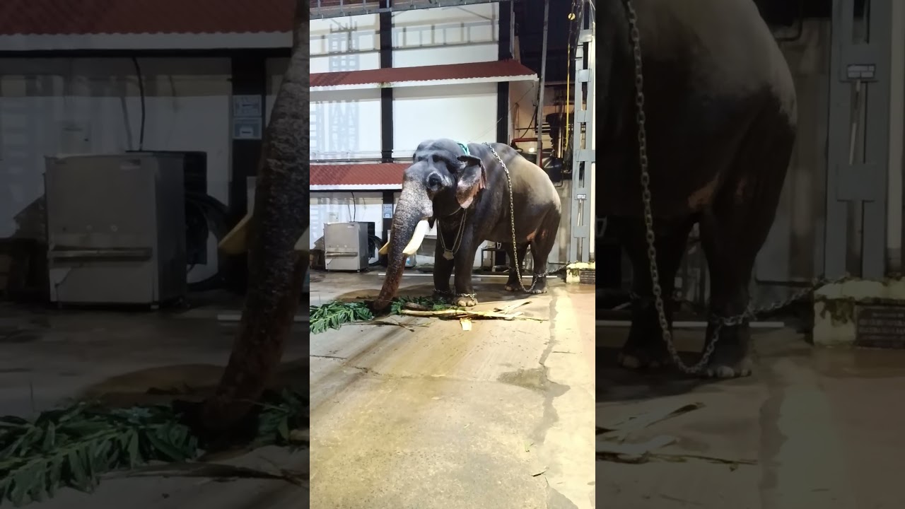 ഈമൊതലിനെ കാണാൻ എന്തൊരു ഭംഗിയാ അല്ലെ 😱😱 #shortsfeed #shorts #viral #kerala #malayalam