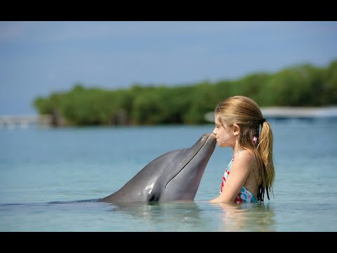 Dubai Dolphinarium – Dolphin & Seal Show