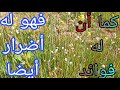 نبات بروق أجوف نبات البروق الأجوف ومعومات هامة يحتويها 