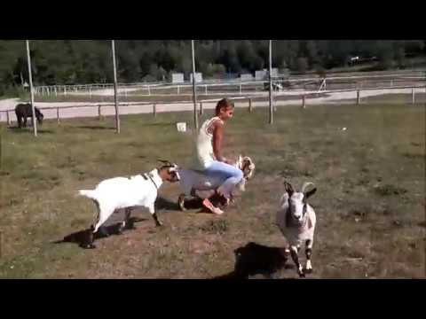 Girl rides on two goats