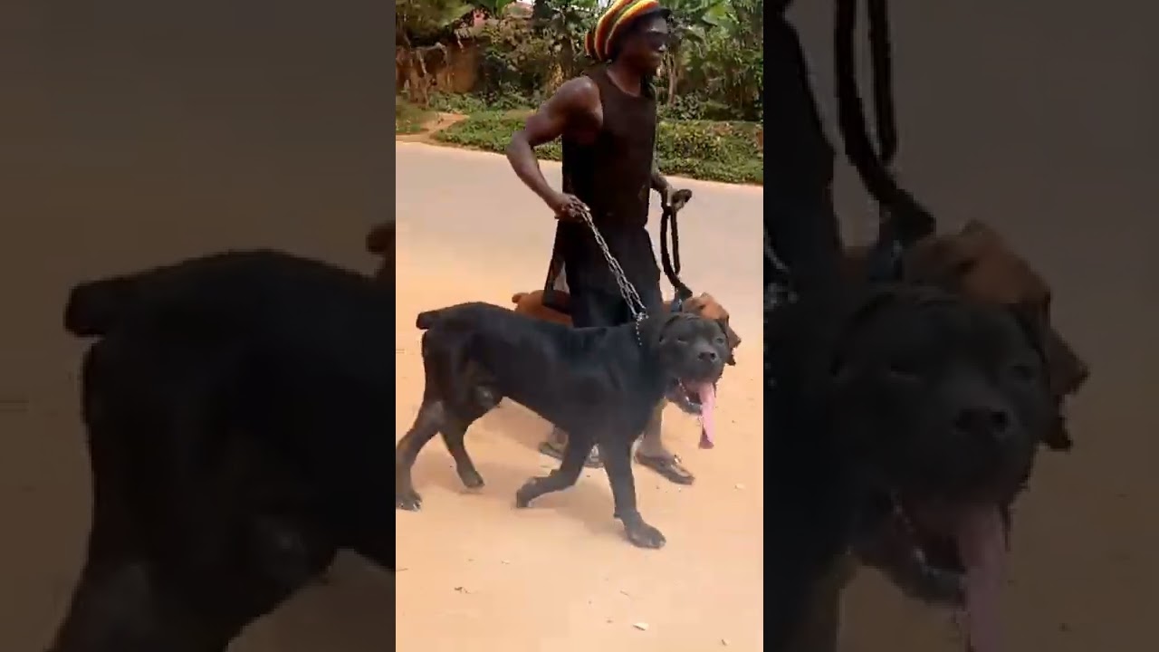 dog walking to kampala