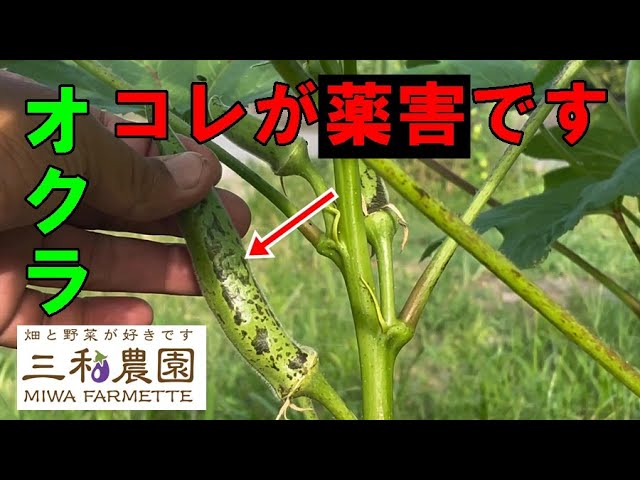 My okra has been damaged by pesticides. Be careful when spraying