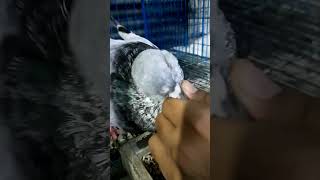 Big pigeon breeds