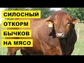 Силосный откорм бычков на мясо | КРС | Мясное скотоводство | Откорм крупного рогатого скота силосом