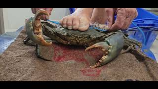 Tying mudcrabs teaching  handle crabs, Queensland Australia.