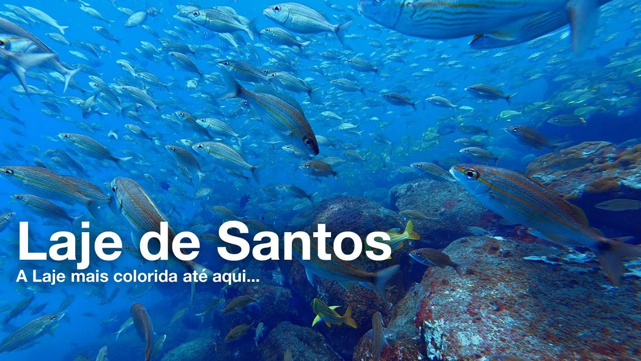 A Laje mais colorida do Brasil - Laje de Santos - Novembro 2025 / WALVEE + PÉ DE PATO