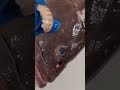 魚の鼻の穴にこんなのが寄生してた…