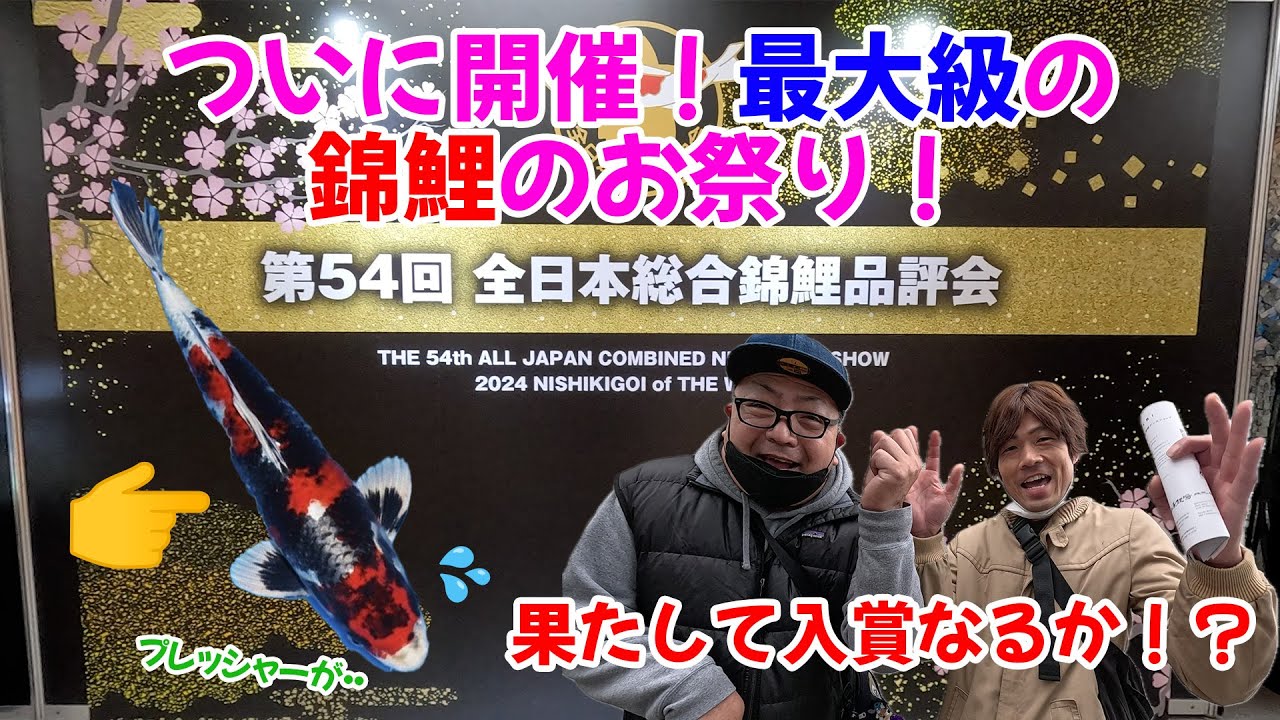 【錦鯉】🇯🇵全日本総合錦鯉品評会に行ってきました！🇯🇵果たして入賞なるか！！？#錦鯉 #錦鯉販売 #品評会#koi #koifish