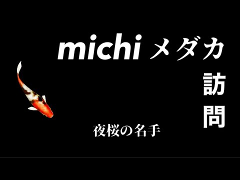 michiめだかさん訪問　夜桜の名手ミチめだかさんに訪問してみた！　夜桜・夜桜リアルロングフィン・天鵞絨リアルロングフィン・マリアージュロングフィン×モルフォ×リアルロングフィンなど　メダカ