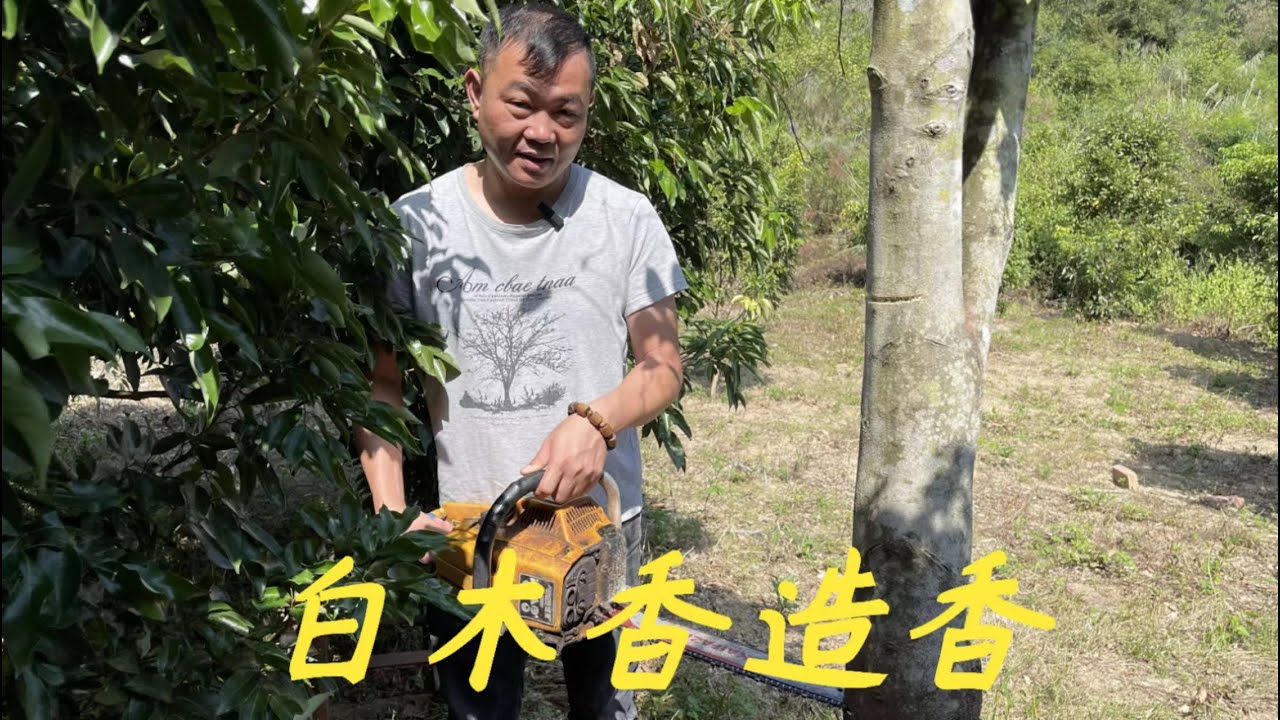 老林赶野】很多網友不懂白木香是怎樣才能造香，老林今天實操一次給大家看看- YouTube