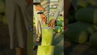 Semangka Panjang Dan Besar