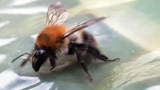 WOW! Bumblebee Up-Close screenshot 3