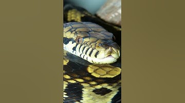 Amethystine Python (Scrub Python)